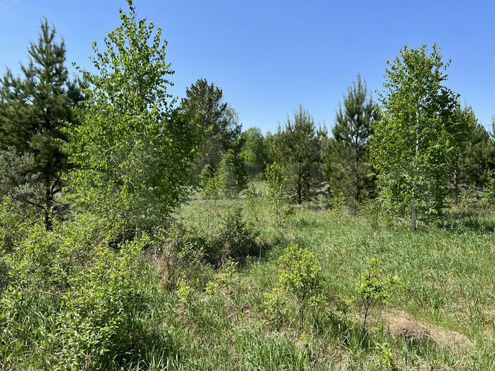 Участок 4,2 сот. (СНТ, ДНП)