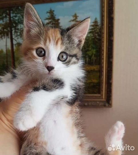 Котята, много разных, любой окрас и возраст