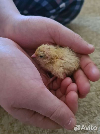 Перепела суточные