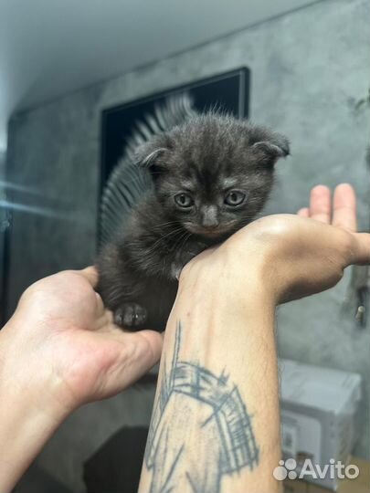 Шатланские вислоухие котята