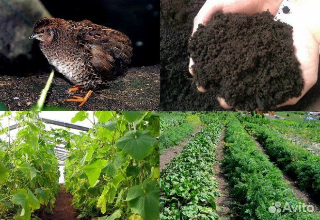 Перепелиный помет