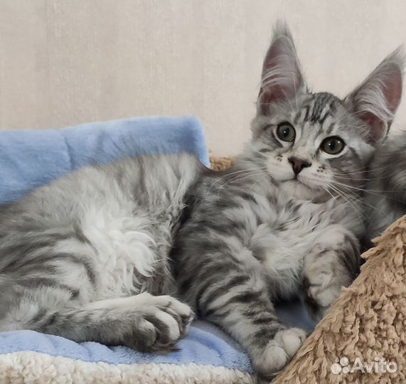 Котята мейн кун