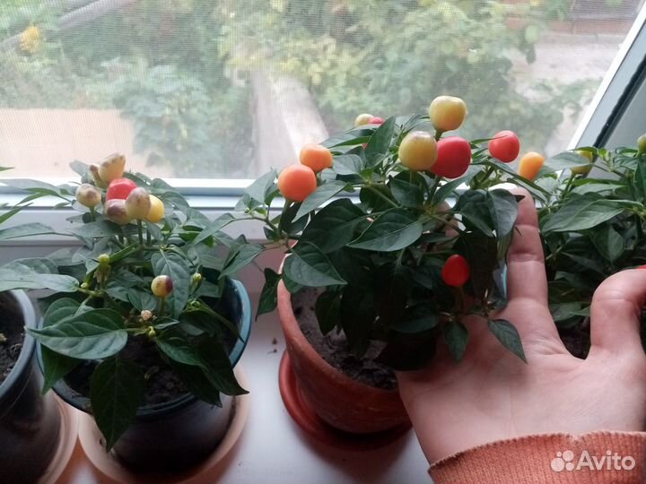 Декоротивный острый перец