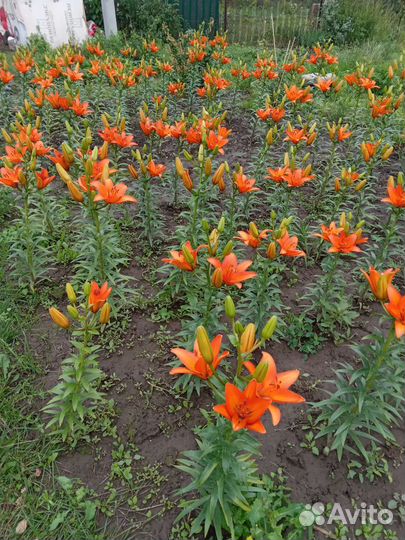 Лилии луковица