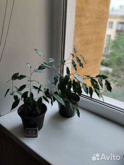 Фикус бенджамина