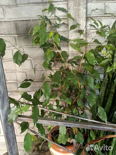 Фикус бенджамина