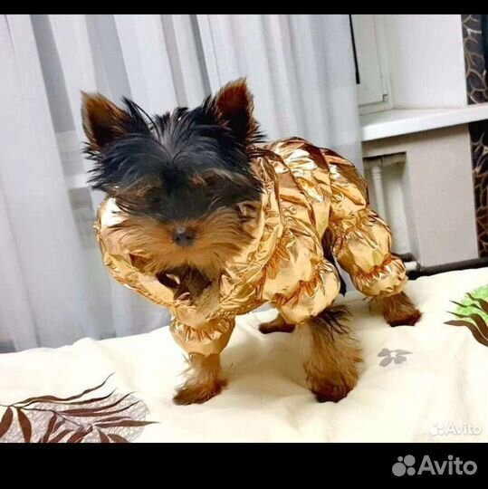 Одежда для йорка