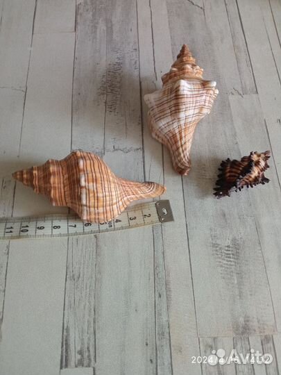 Фильтр для аквариума, ракушки и декор