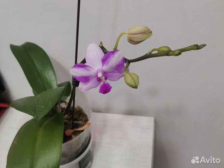 Орхидея фаленопсис, Моцарт, Азия