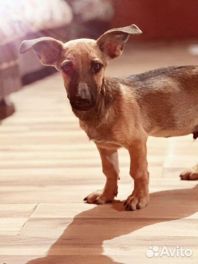 Ушастый коротколапик в добрые руки