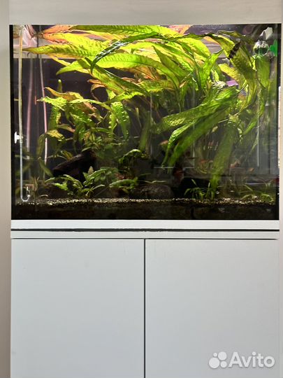 Аквариум с тумбой и оборудованием 130 литров