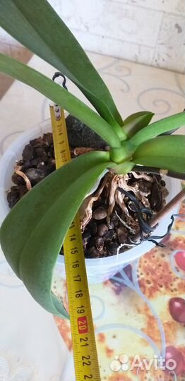 Фаленопсис с горшком. Орхидея. Белые цветы