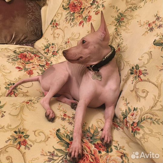 Уход за животными