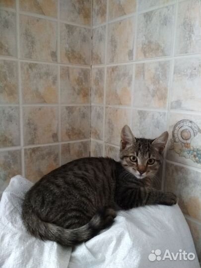 Ласковые котята в дар