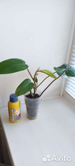 Комнатные растения