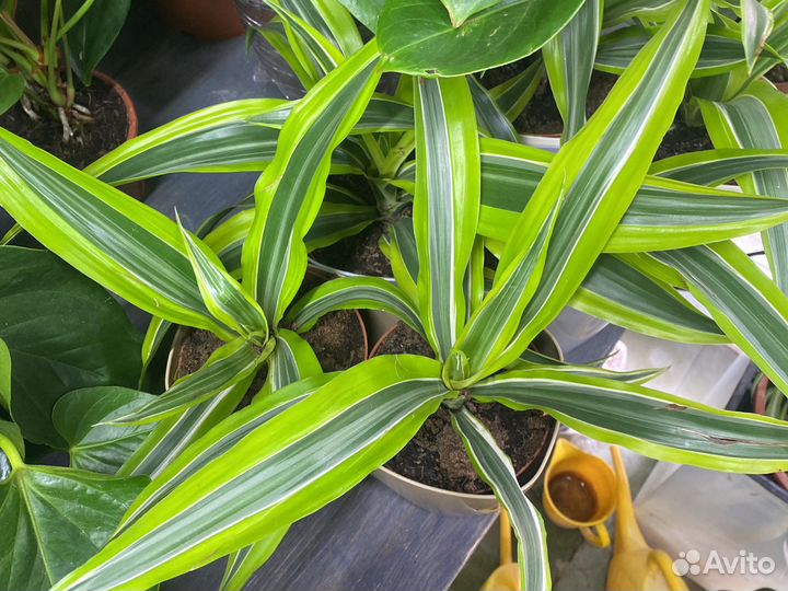Драцена лемон лайм