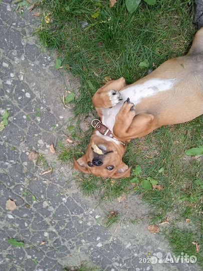 Собака в добрые руки