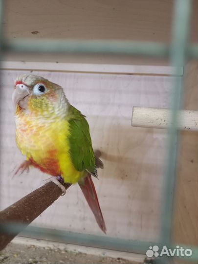 Попугай породы пиррура малине