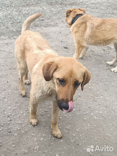 Щенульки подростки в добрые руки