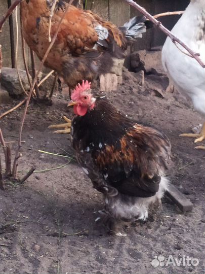 Карликовый кохинхин