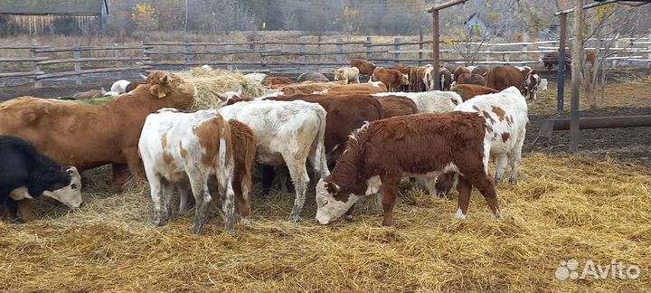 Телята бычки на откорм