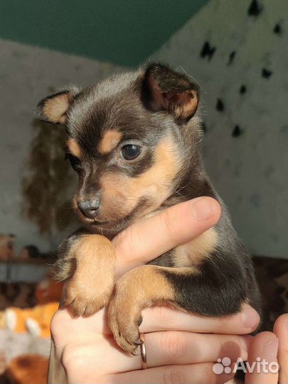 Мини той-терьер щенки