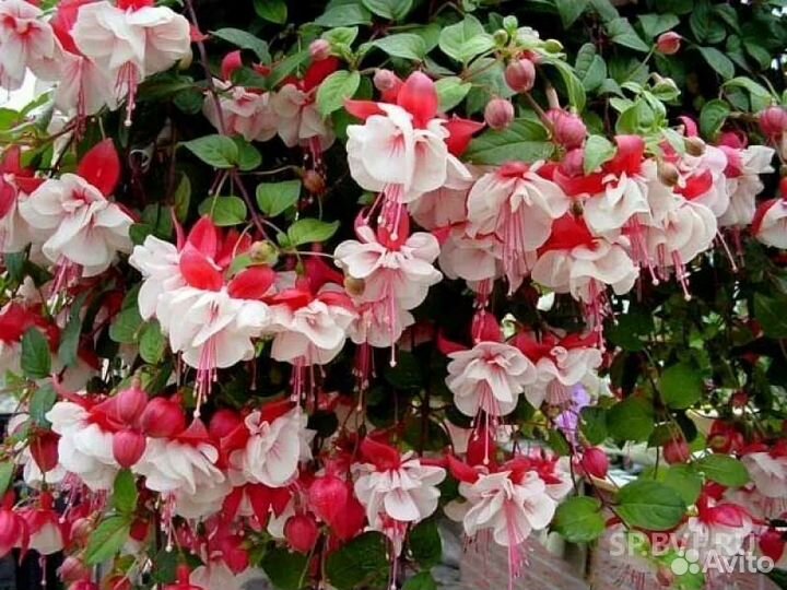 Комнатные цветы фуксия