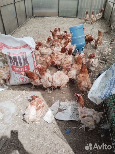 Куры несушки годовалые