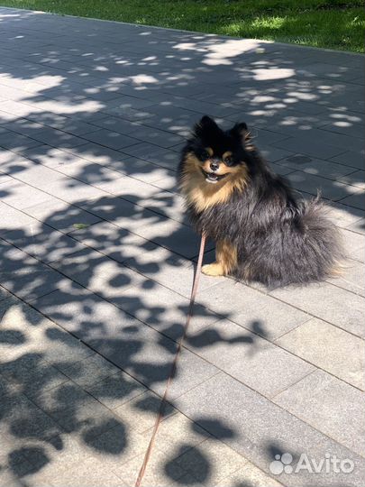 Собака в аренду для прогулок и фотосессии