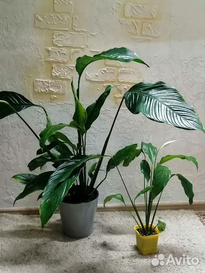 Спатифиллум