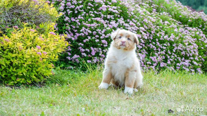 Щенки аусси с метрикой