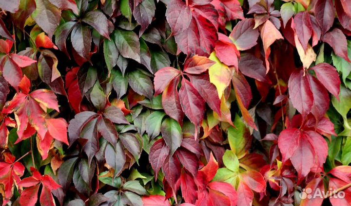 Девичий виноград