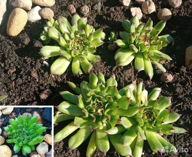 Каменная роза (сортовые молодила) 2