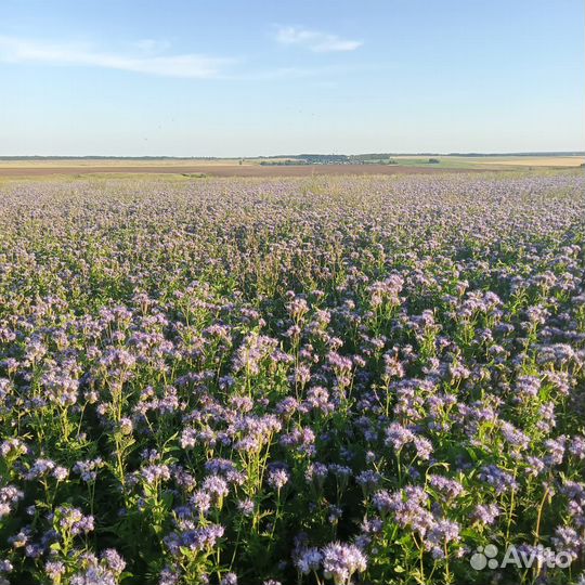 Фацелия, семена Медоносы Сидераты