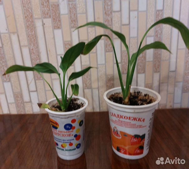 Отростки комнатных растений