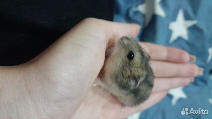 Джунгарский хомяк мальчик