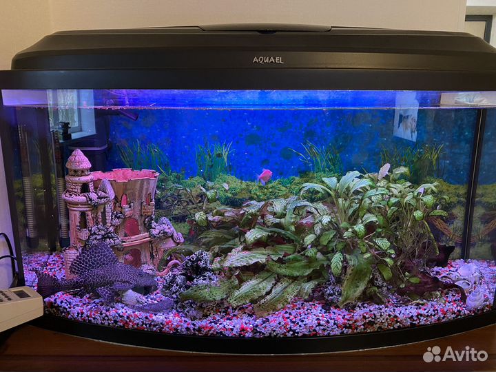 Аквариум Aquael с поющей сомихой