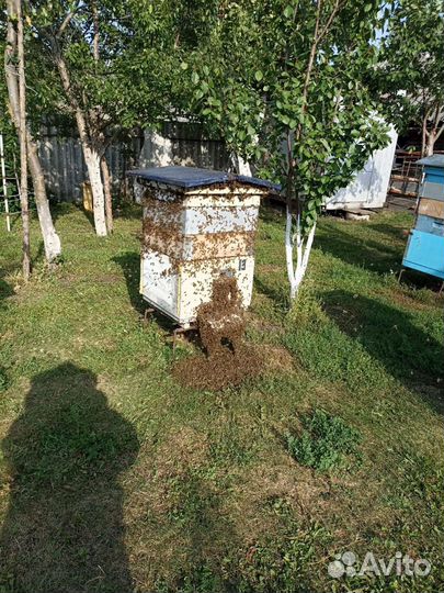 Мёд 1литр 600 (разнотравье)