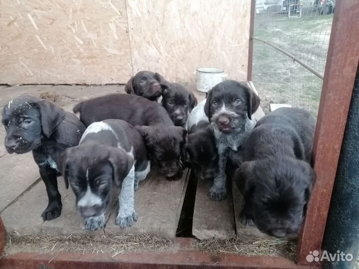 Щенки дратхаара