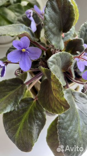 Цветущие фиалки