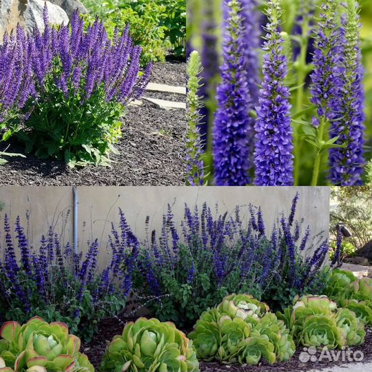 Многолетнее Вероника синяя