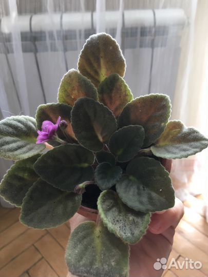 Фиалка узамбарская