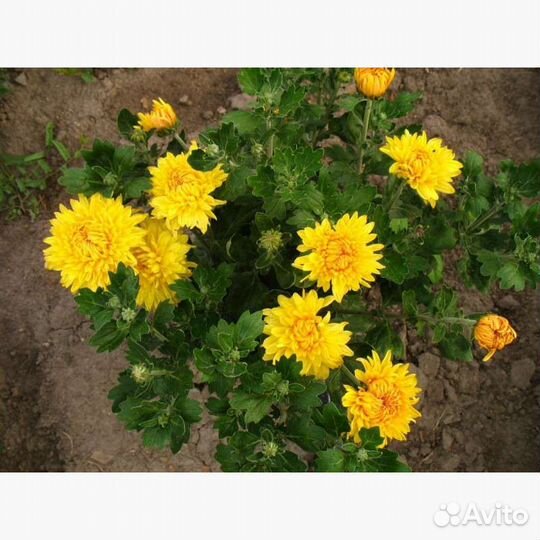 Цветы для полисадника