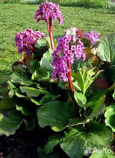 Бадан толстолистный