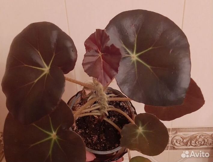 Бегония Фиста или краснолистная