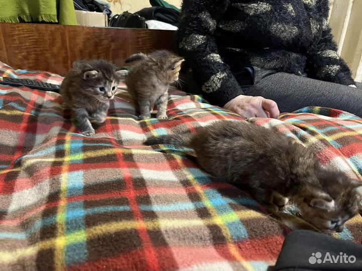 Котята в добрые руки