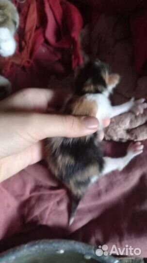 Продам котят От породистой кошки