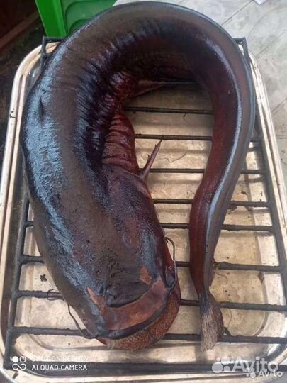 Копченая рыба