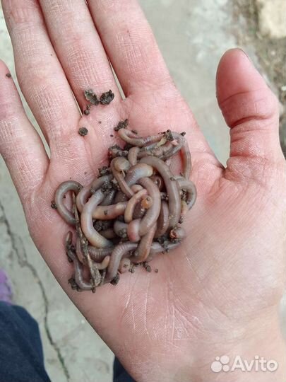 Черви для рыбалки