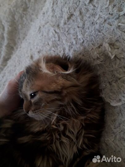 Шотландская вислоухая кошечка даромм